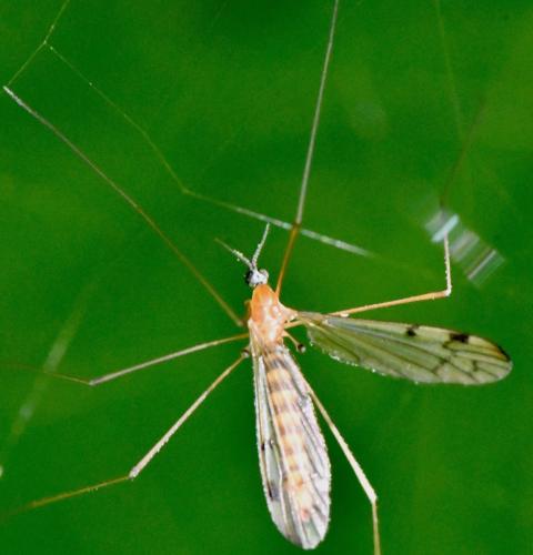 Neolimonia dumetorum